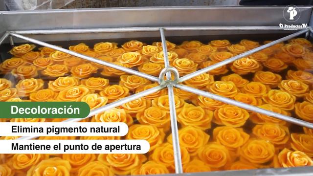 ¿Cómo hacer FLORES ETERNAS? - Las Rosas Inmortales смотреть онлайн