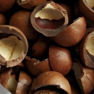 Лучший рецепт настойки на орехе МАКАДАМИЯ.