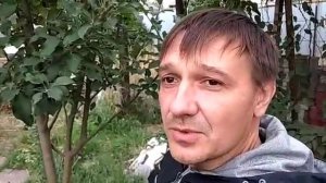 Актинидия аргута иссаи