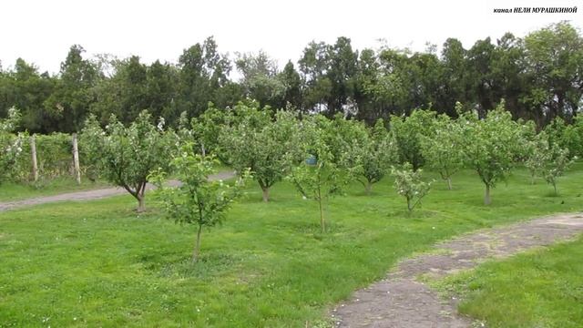 ДЕКОРАТИВНЫЙ ФОРМОВЫЙ САД. Вступительное слово. смотреть онлайн