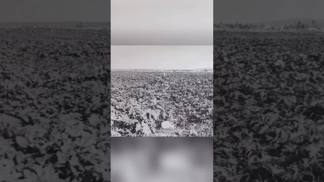 Борщевик Сосновского Эксперимент советских ученых смотреть онлайн