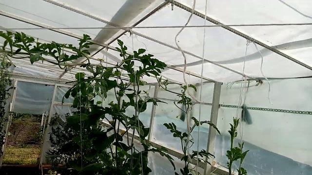 Начали давать Урожай Огурчики сорта "БАРАБУЛЬКА". Характеристика. 7 июля 2022г. смотреть онлайн