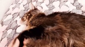 Рацион питание мейн куна Севы. Натуральное или Сухой корм.