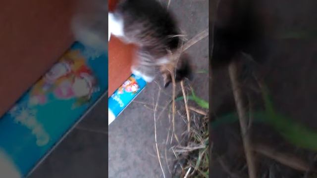 Кошачья жизнь . милашки котята отдаём в хорошие руки