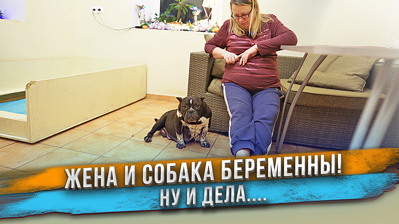 Собака и её хозяйка беременны! Ждем роды. смотреть онлайн