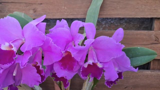 Como Cultivar Orquidea Cattleya Labiata