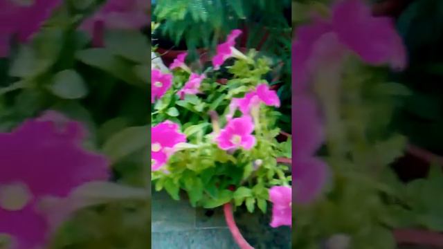 114# My beautiful Petunia Flowers . смотреть онлайн