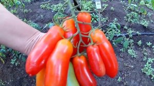 Фляшен томат (Flashe tomaten)