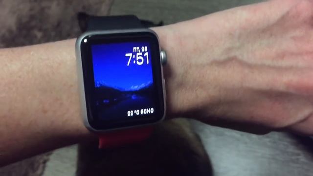 Сиамский Бася такой мужчина, что всегда добьется правосудия =^..^= СИАМСКИЕ КОШКИ смотреть онлайн