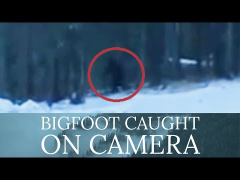 BIGFOOT CAUGHT ON CAMERA смотреть онлайн