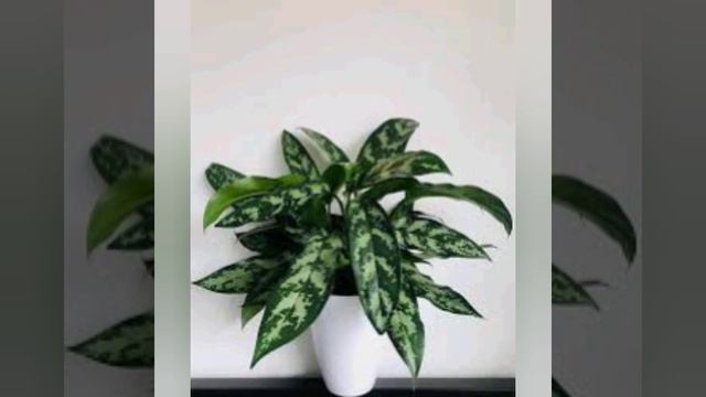 Colorful Aglaonema plant смотреть онлайн