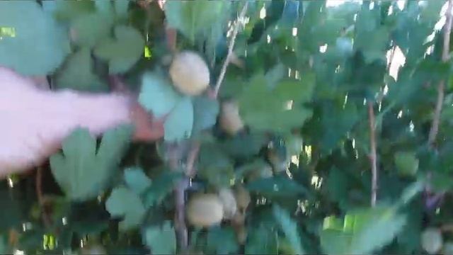 Желтый урожайный - сладкий и сказочно урожайный сорт крыжовника смотреть онлайн