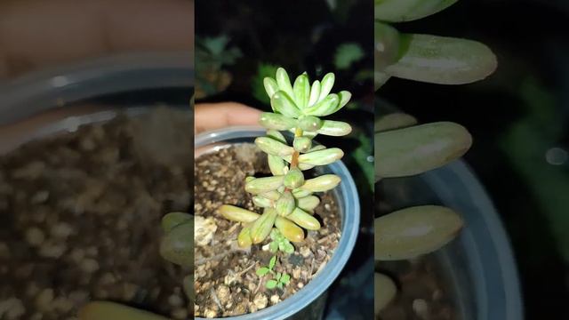 Sedum Rubrotinctum 🌱 #sedum #suculentas #plantas #plantasdecasa