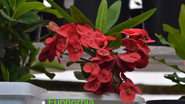 Mr. Ahoyi chishi|Pick your choice|Florist|Nagaland смотреть онлайн