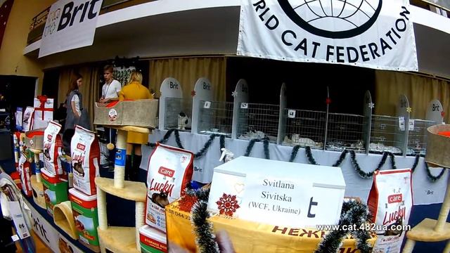 4, Выставка кошек, Харьков, ДК ХТЗ, 14 15 декабря, 2019, WCF, ринг юниоров смотреть онлайн