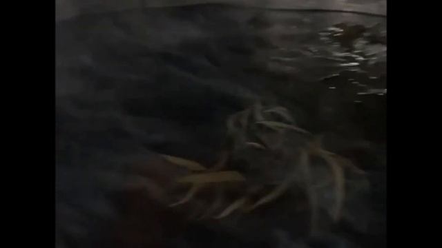 Актера чуть не сварили в хабаровском чане смотреть онлайн