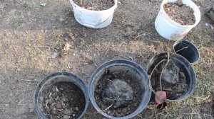 Как правильно посадить нимфеи?