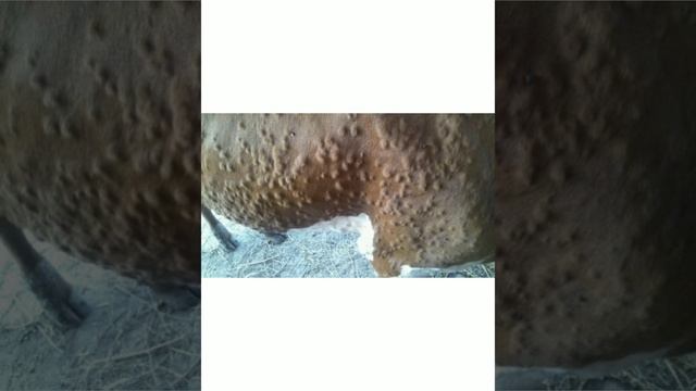 Гиподерматоз 2