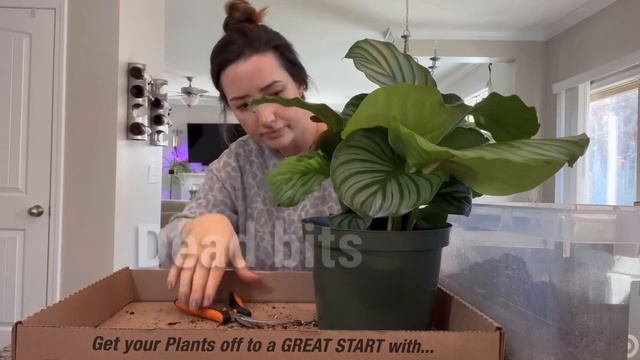 Calathea orbifolia and red maranta plant | chatty repot with me смотреть онлайн