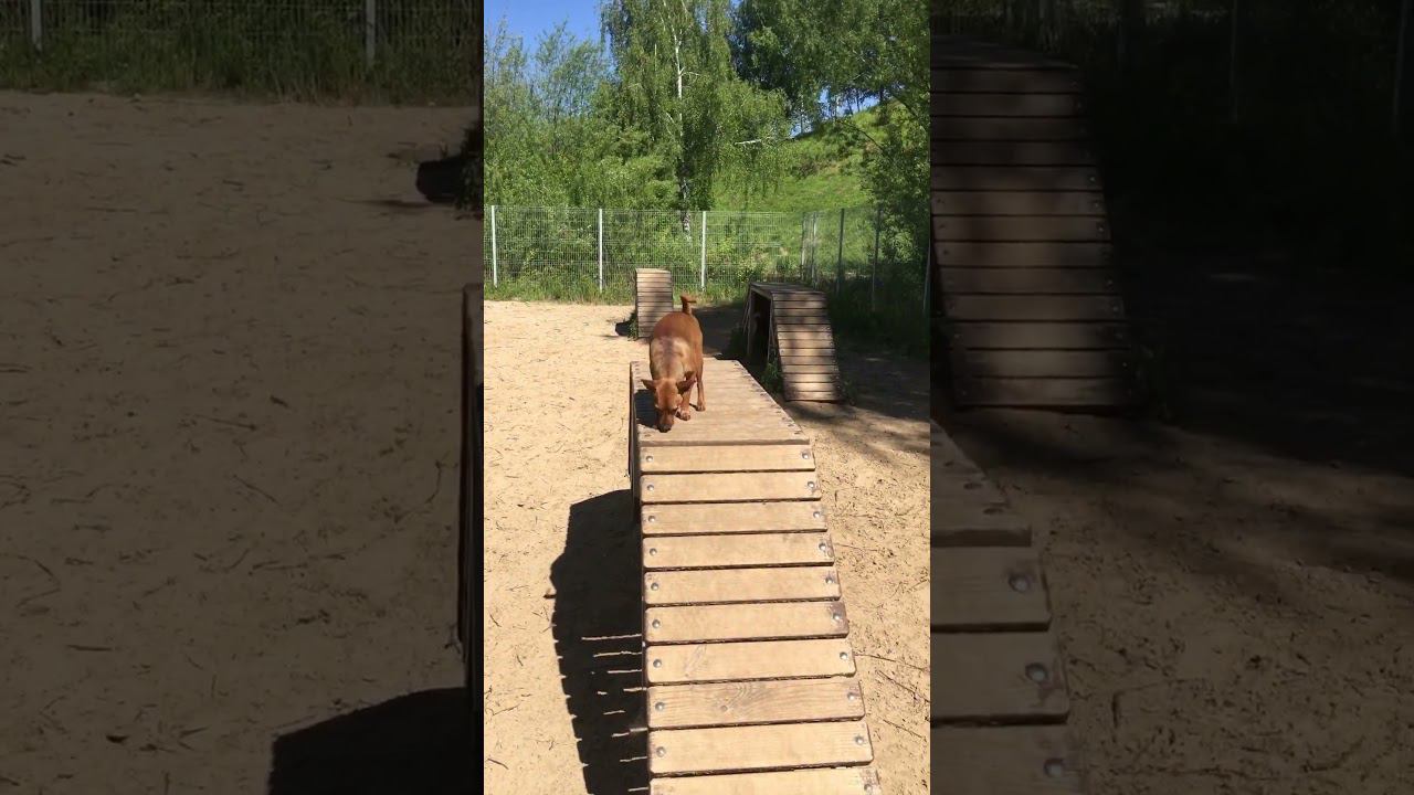ГулЯем с Риччи #dog #гуляемссобакой #лето2024 #прогулка смотреть онлайн