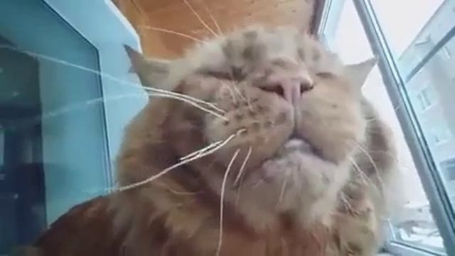 Мейн кун. Кот Джокер. Начало нашего творчества. смотреть онлайн