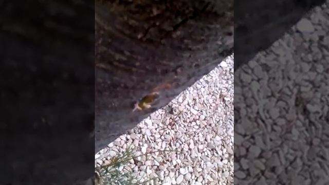 ArboBioKaps type 1 in Tamarix Ramosissima Tree injection смотреть онлайн