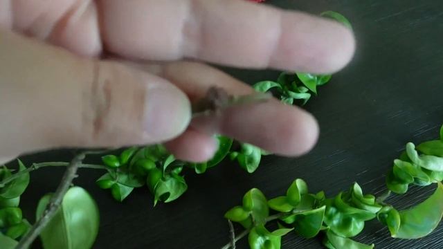 Hoya Compacta (Hindu Rope) смотреть онлайн