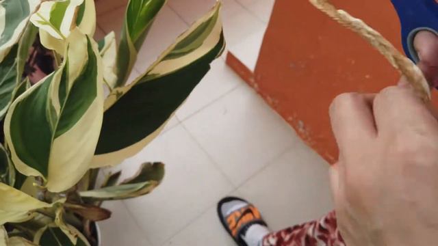 VARIEGATED ARROWROOT CALATHEA BAKIT NASUNOG || PROPER CARETIPS AT PAANO PAKAPALIN смотреть онлайн