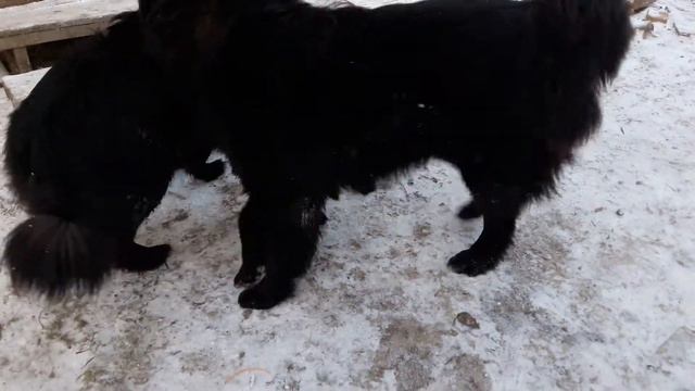 Байкерша с Адиской. смотреть онлайн