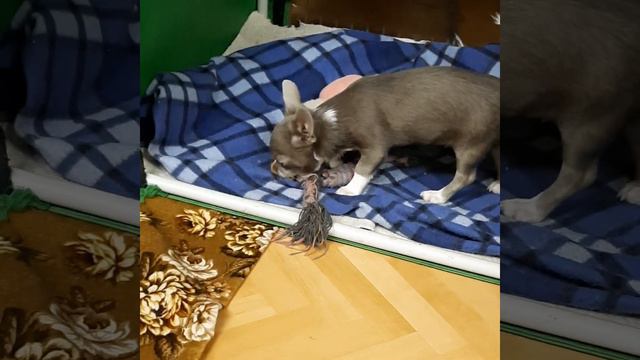 Дело было вечером, делать было нечего... Лиловые чихуахуа девочка и мальчик 4 мес. Питомник. смотреть онлайн