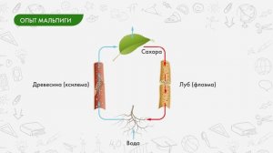 Транспорт веществ в растении (сосуды древесины) – восходящий ток. Корневое давление