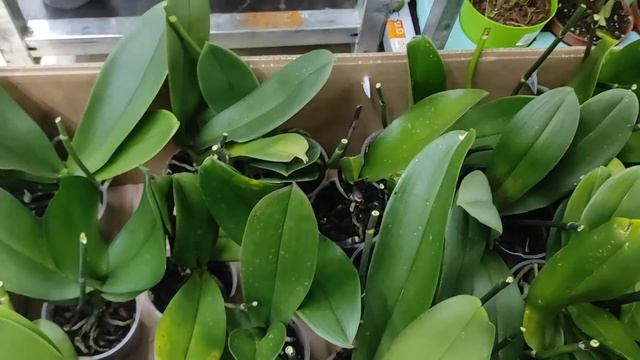 №660/ ОРХИДЕИ в с/ц РОСТОК к 8 МАРТА смотреть онлайн