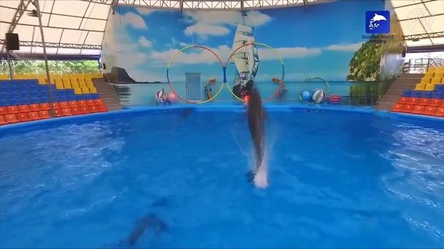 Dolphin Show Phuket - Swimming With Dolphins at Dolphins Bay Phuket | TheAsia.com смотреть онлайн