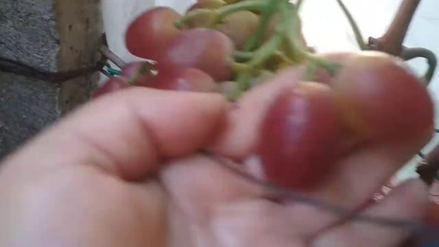 г.ф. винограда Гусар удивила красотой и размером ягоды. смотреть онлайн