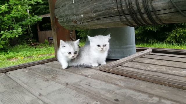 Munchkin green eyed male kitty video 4 смотреть онлайн
