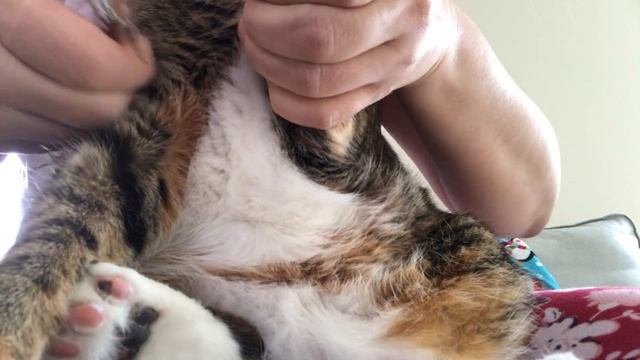 Стригу кошке ногти каждые 2недели,every 2weeks Cut Nails To My Cat:)