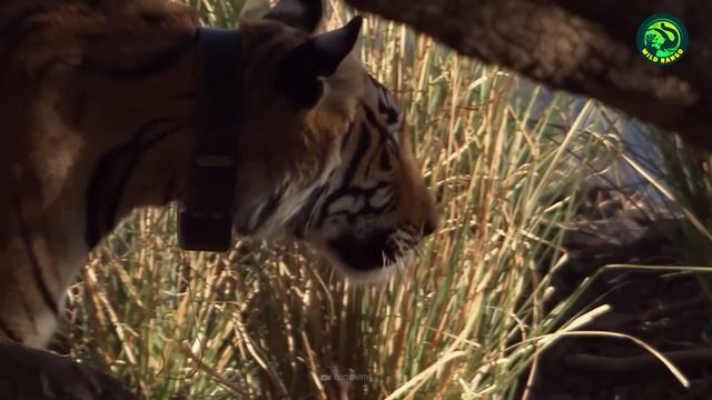 13 Deadliest Tiger Attacks Caught on Camera смотреть онлайн