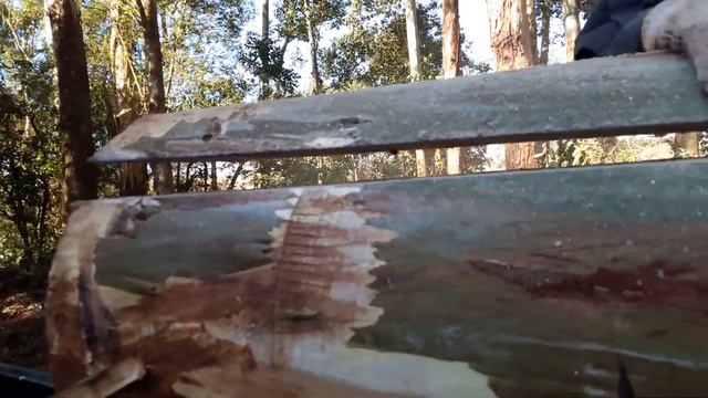 распил эвкалипта..eukalyptus смотреть онлайн