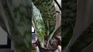 Sansevieria Aubrytiana Blue Variegated