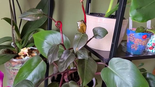 🌺МОИ НОВЫЕ Фелодендроны и не много красоты нашего города(my new phelodendrons and...) смотреть онлайн