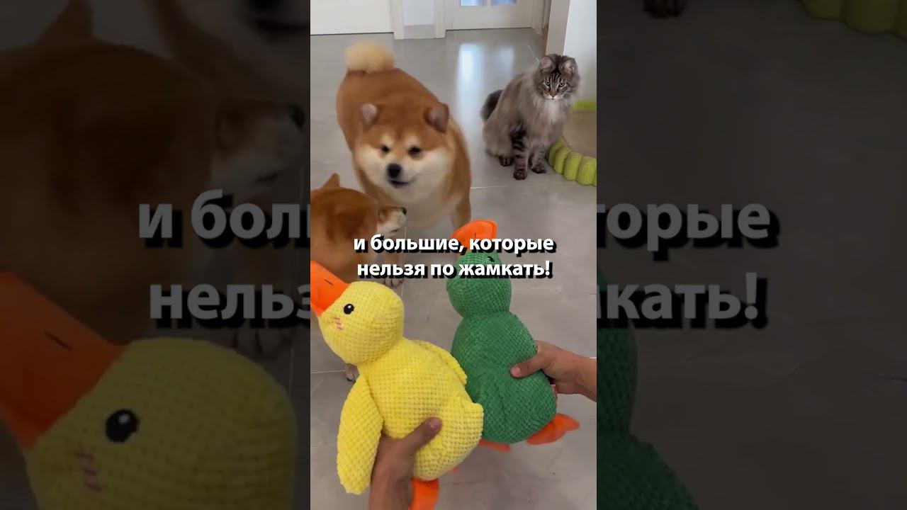Не давайте собаке такие игрушки #shorts смотреть онлайн