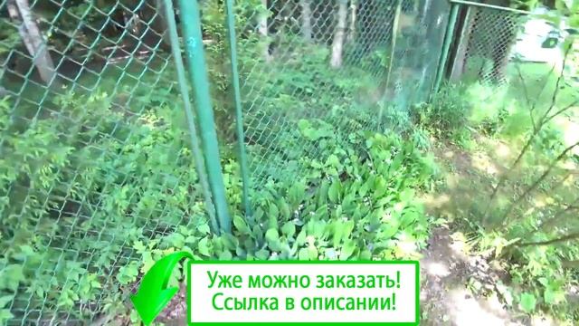 Ландыш майский смотреть онлайн