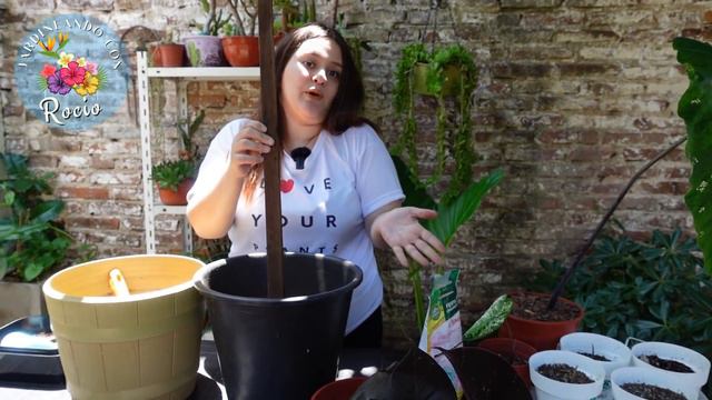 TRASPLANTANDO Y ABONANDO JUNTOS: CACTUS OLD MAN - CALADIUM - PHILODENDRON #TRASPLANTERANDOM смотреть онлайн