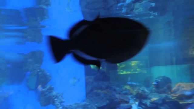 Сиган превосходный. смотреть онлайн