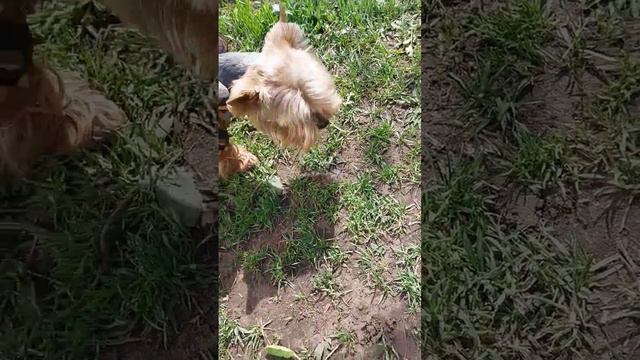 салатик смотреть онлайн