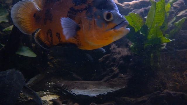 astronotus ocellatus (peru) oscar fish;clown loaches; Cichlasoma cyanoguttatum HD Ep9 смотреть онлайн