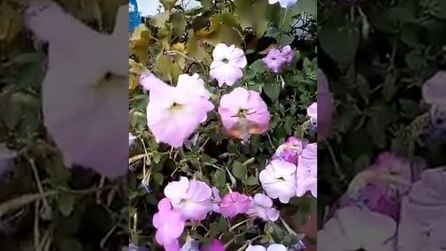 Бражник мертва голова на море смотреть онлайн