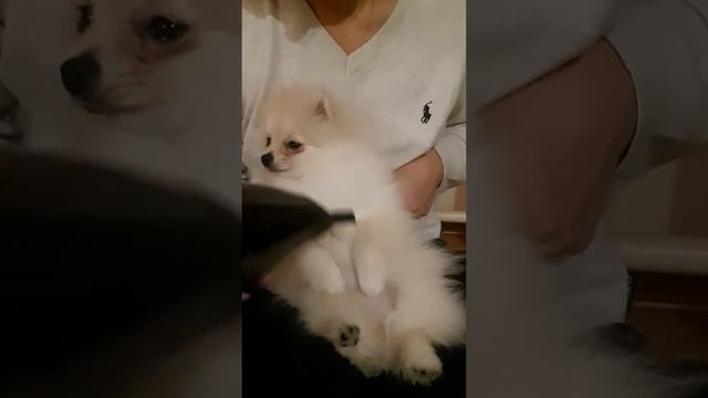 Сушим шерсть смотреть онлайн
