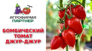 БОМБИЧЕСКИЙ ТОМАТ ДЖУР-ДЖУР F1