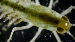 Личинка поденки \\ Mayfly Larva
